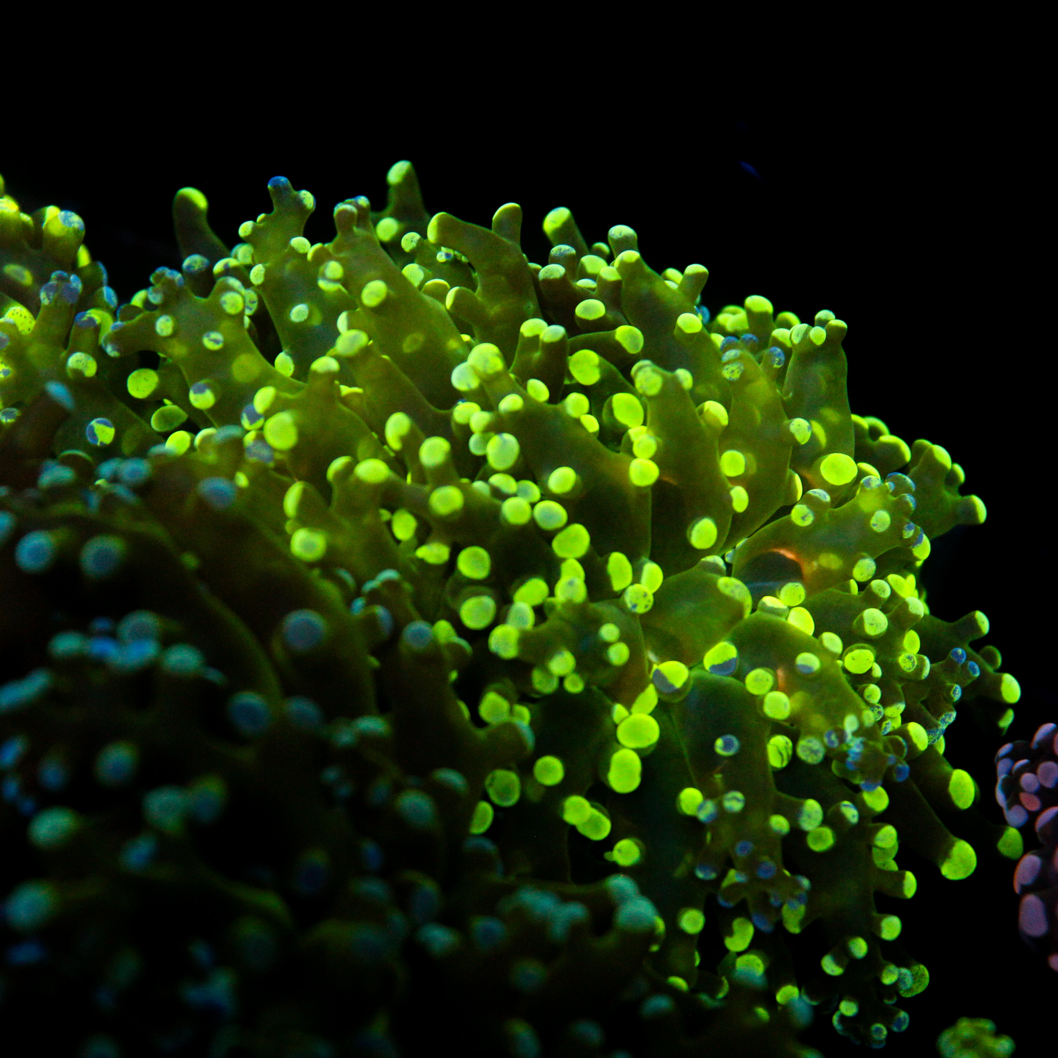 JC Green Frogspawn