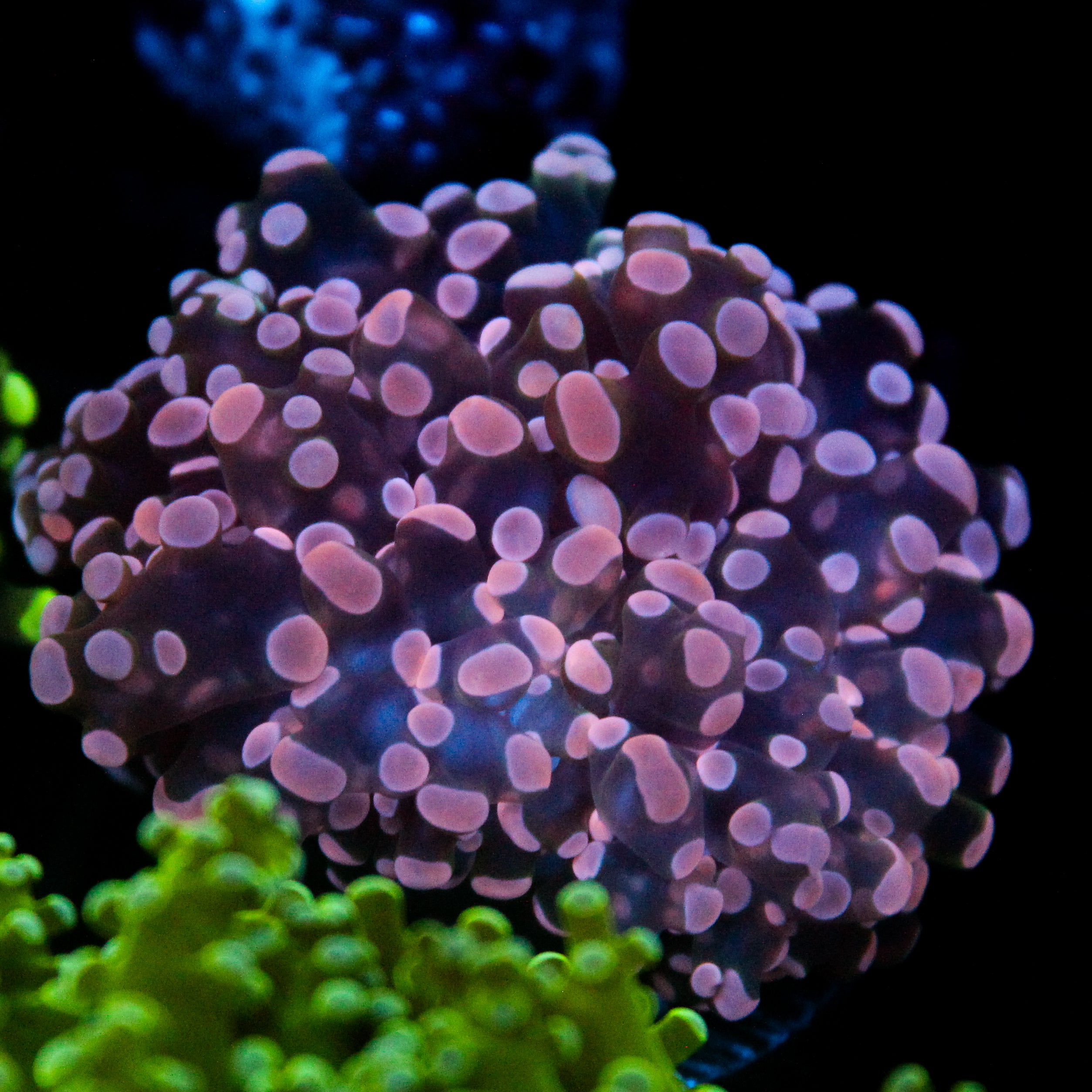 JC Pink Tip Frogspawn