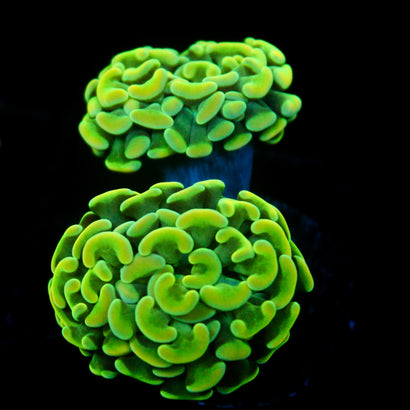 JC Toxic Flare Hammer Double