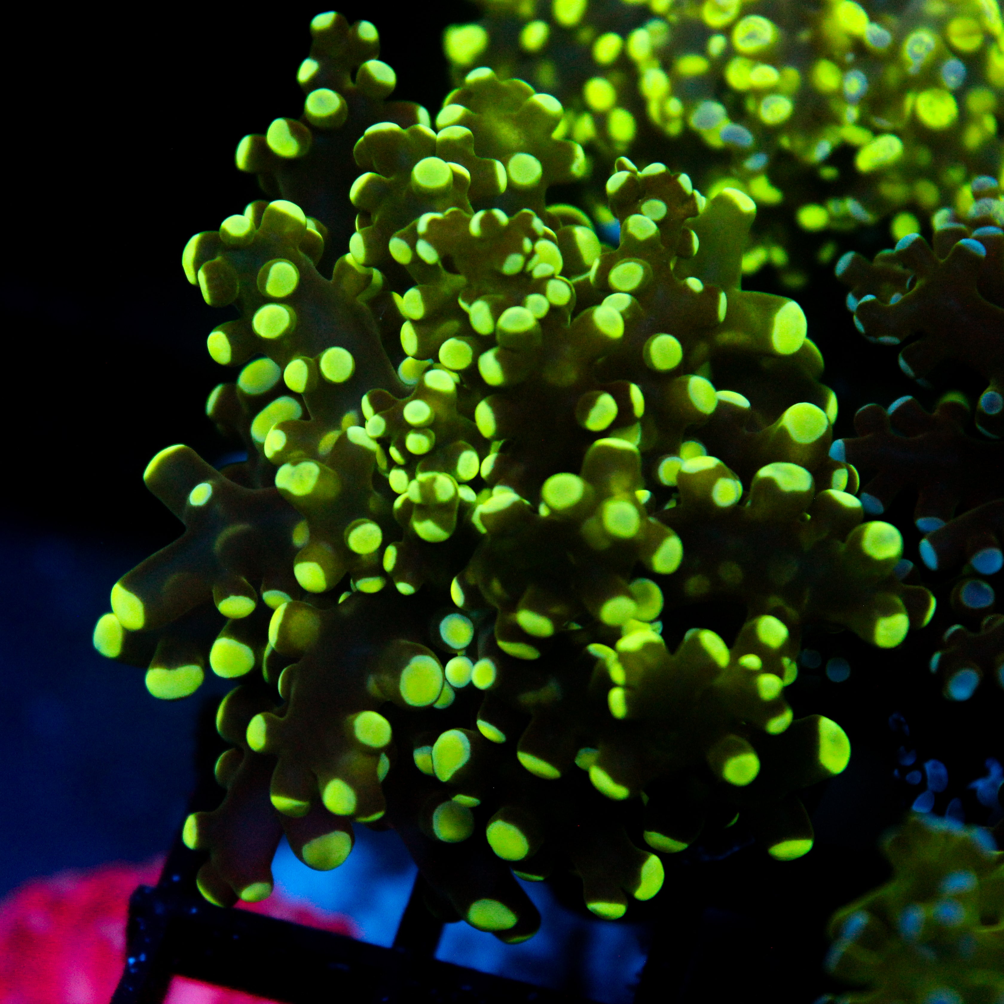 JC Green Frogspawn