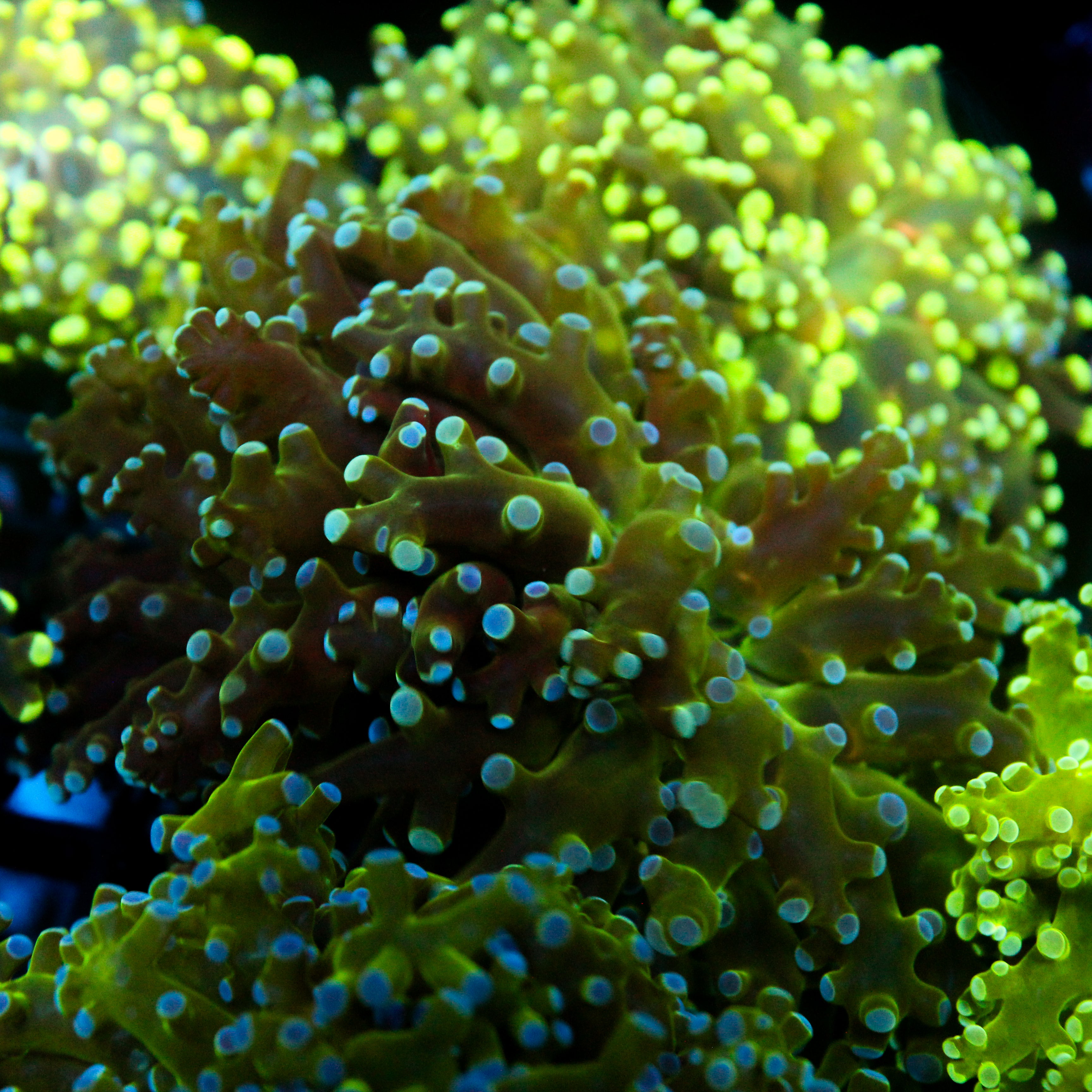 JC Blue Glow Frogspawn