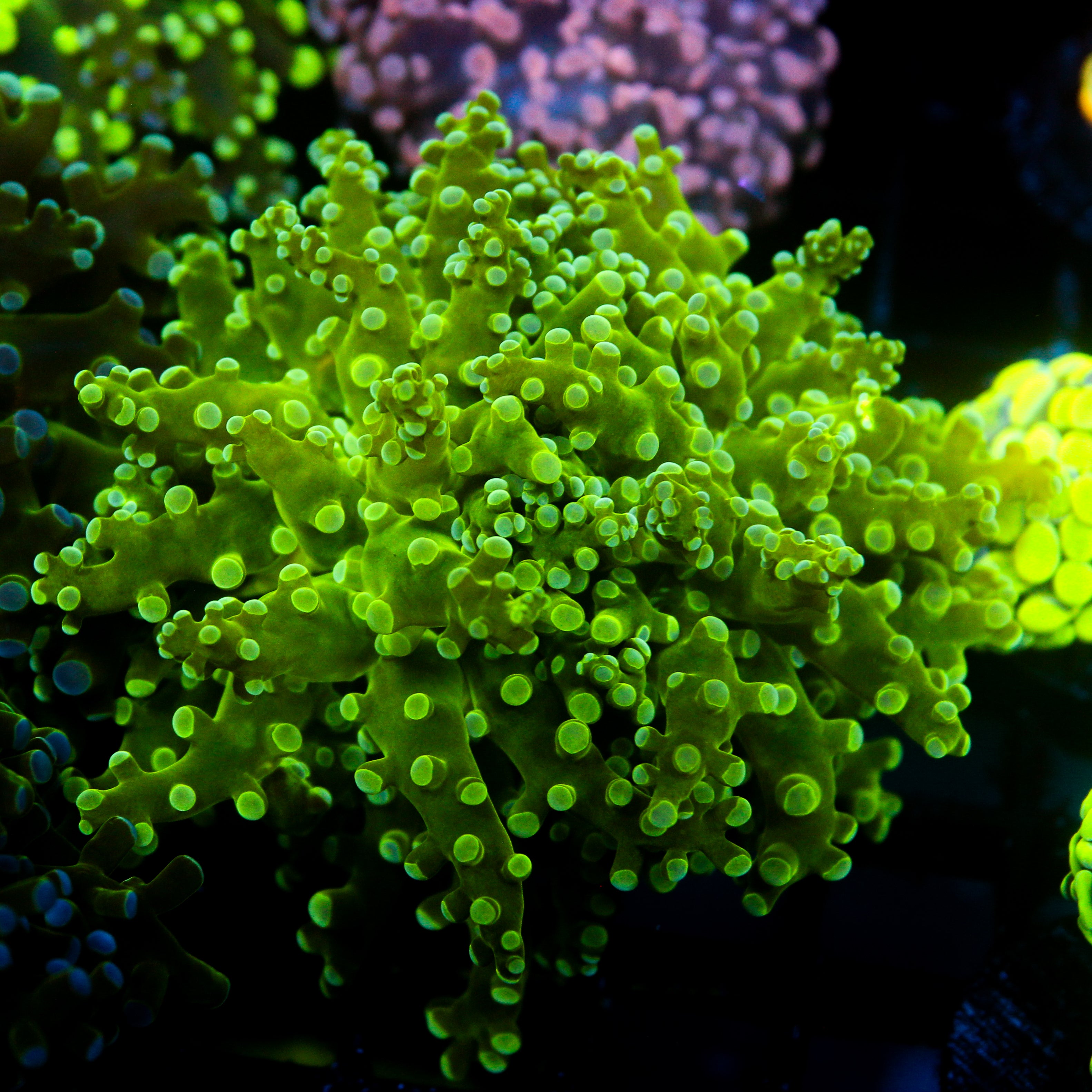 JC Fresh Breath Frogspawn