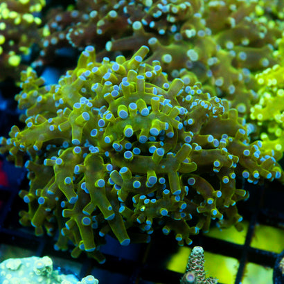 JC Hulk Buster Frogspawn