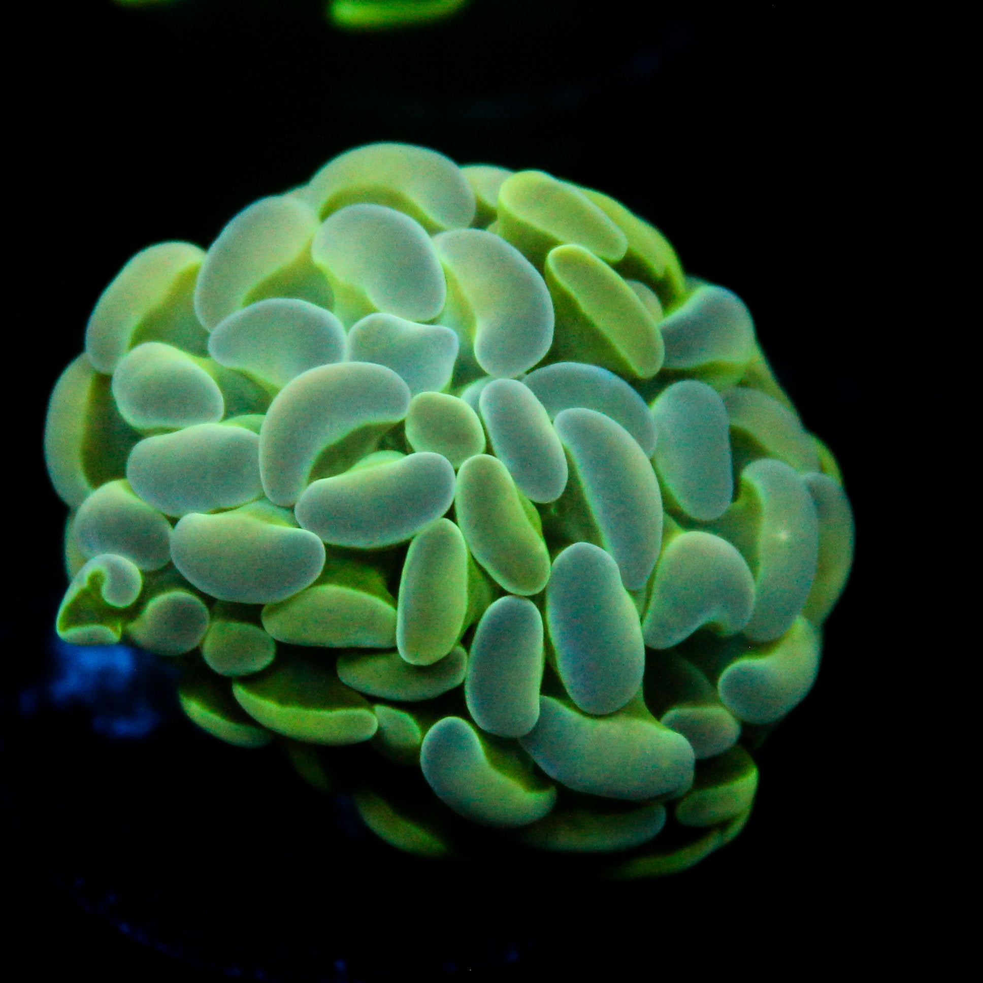 JC Alien Glow Hammer