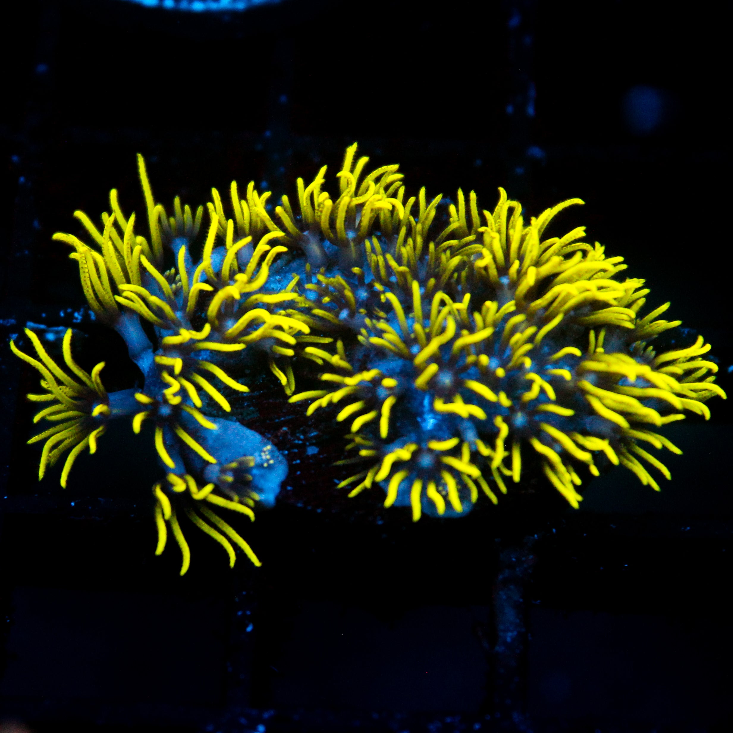 JC Lime Wire Gsp