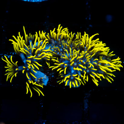 JC Lime Wire Gsp