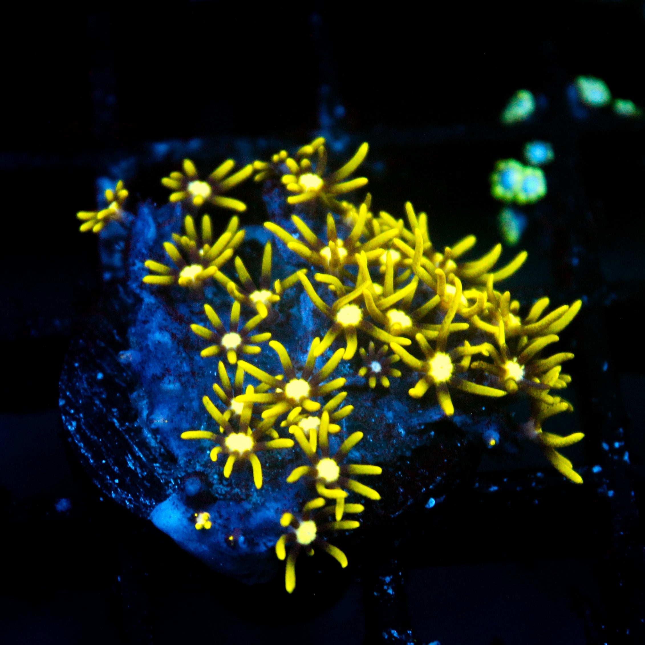 JC Lime Wire Gsp