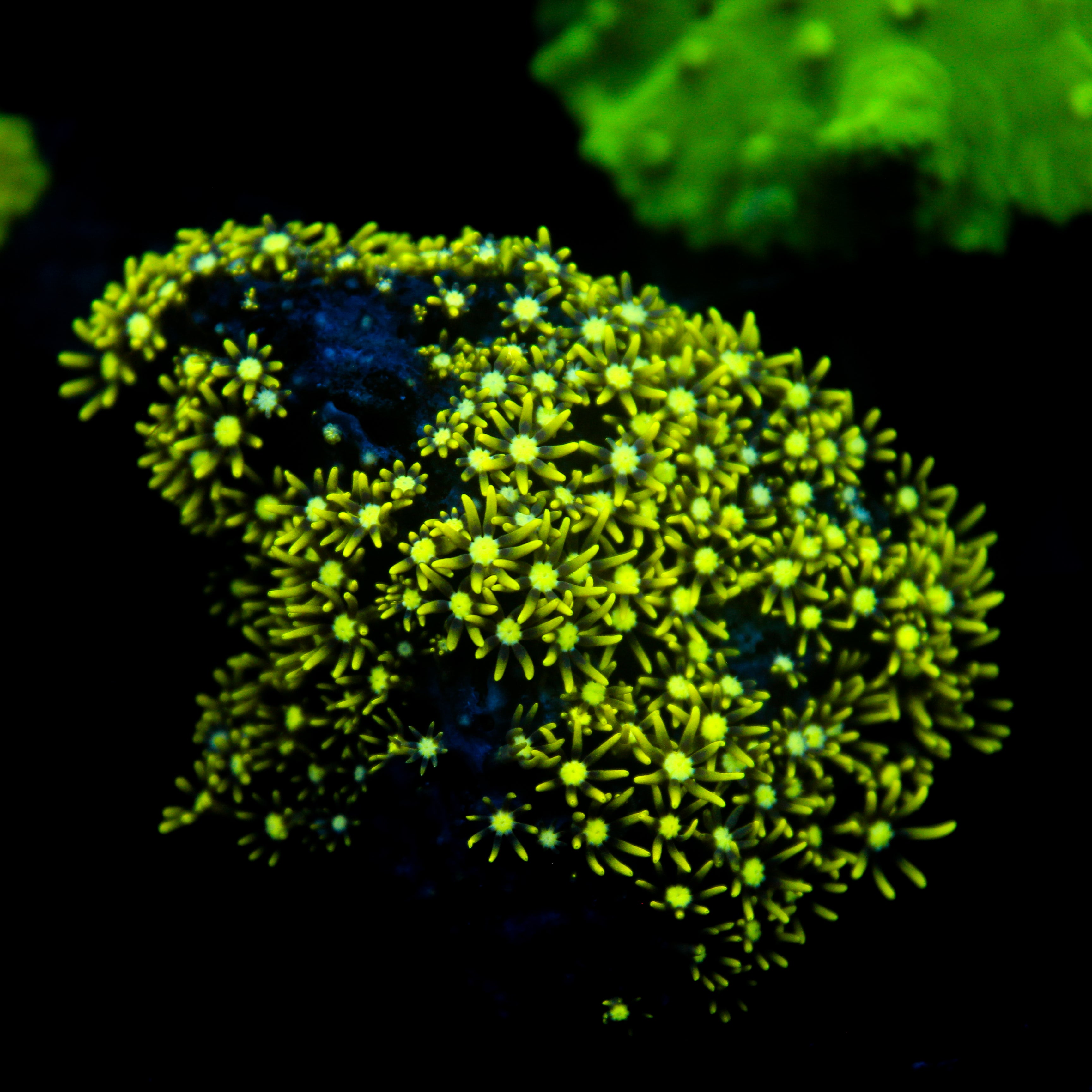 JC GSP