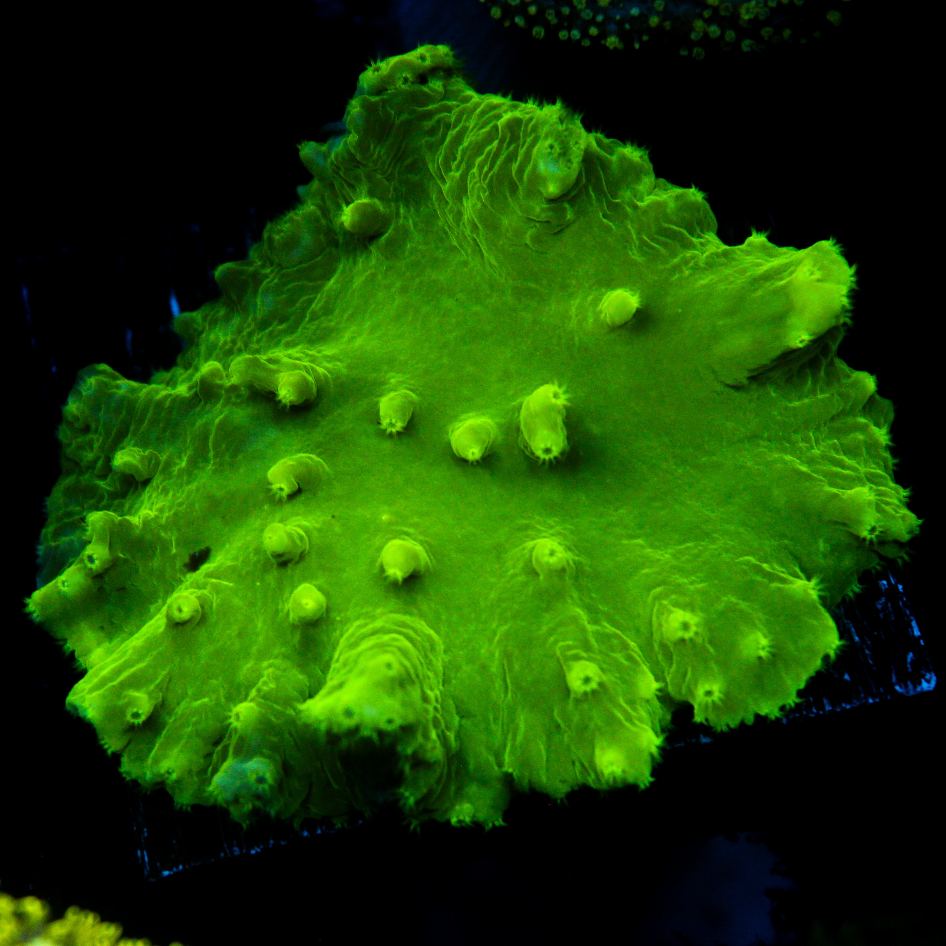 JC Cabbage Coral