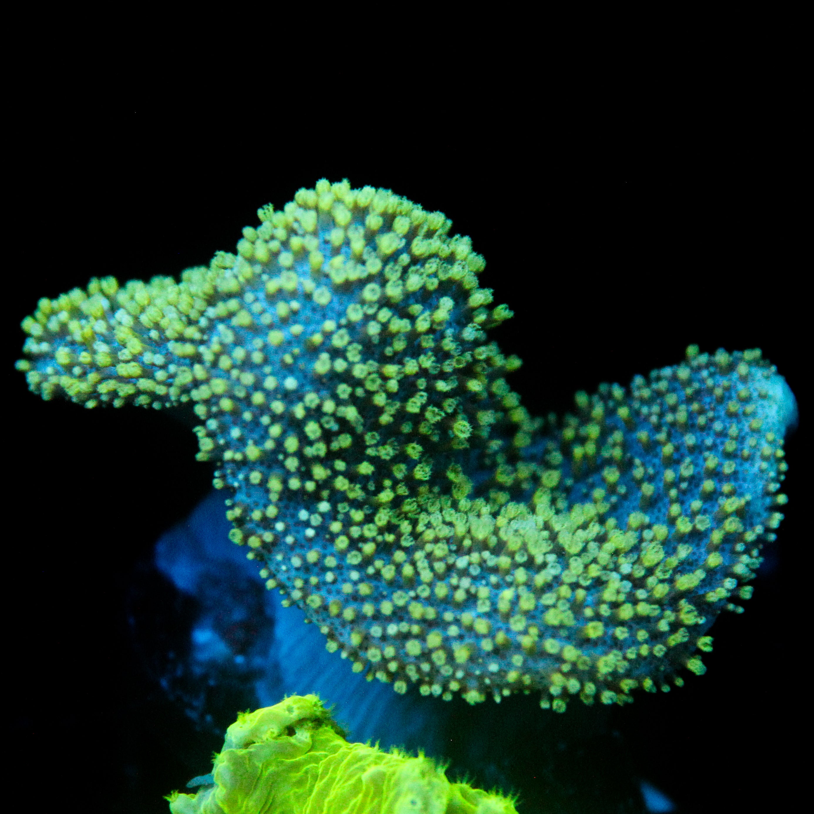 JC Minty Toadstool