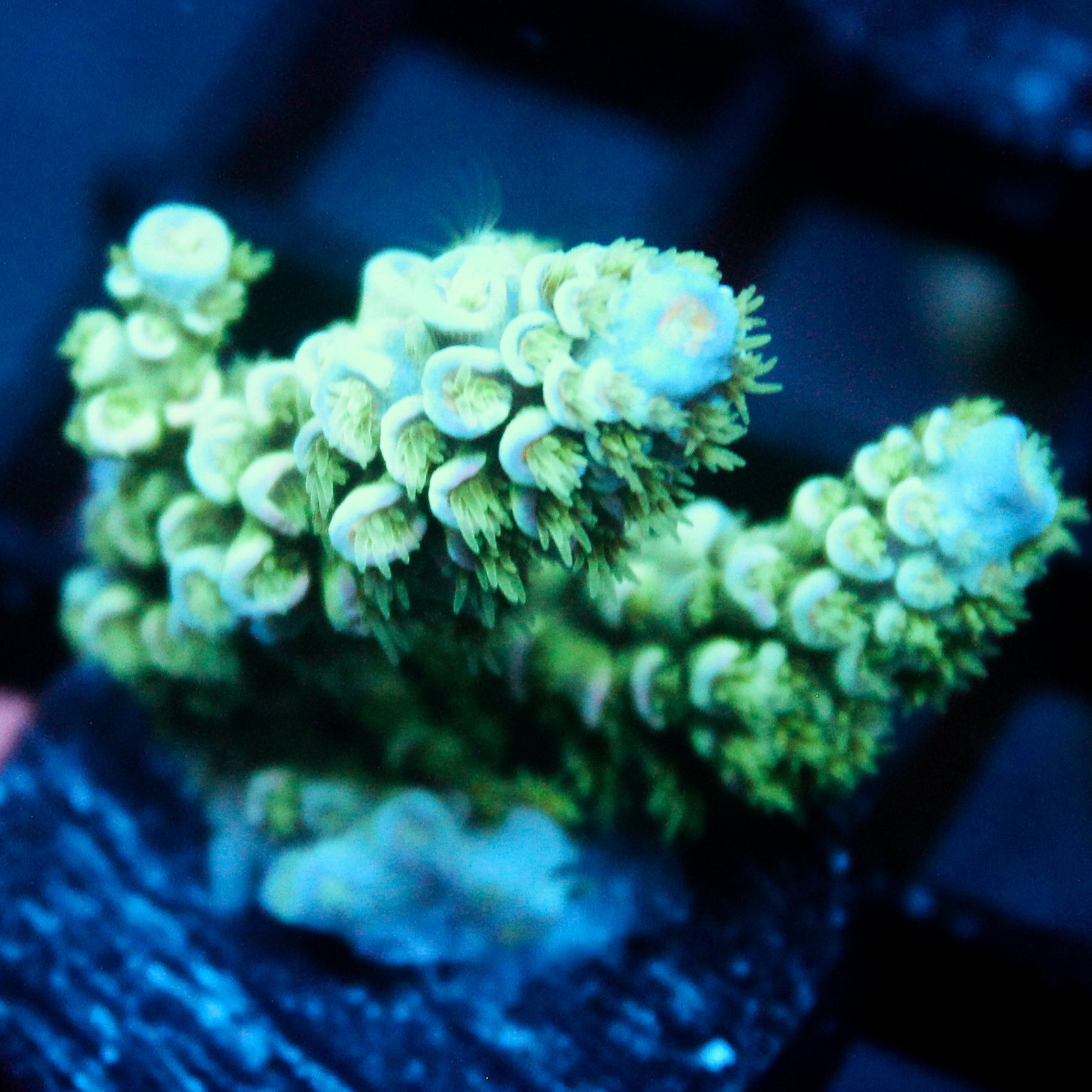 JC Green Demon Acro
