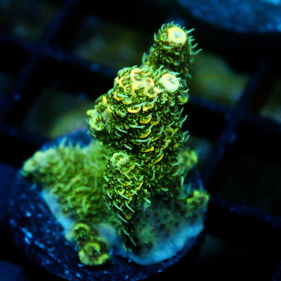 JC Pestilence Acro