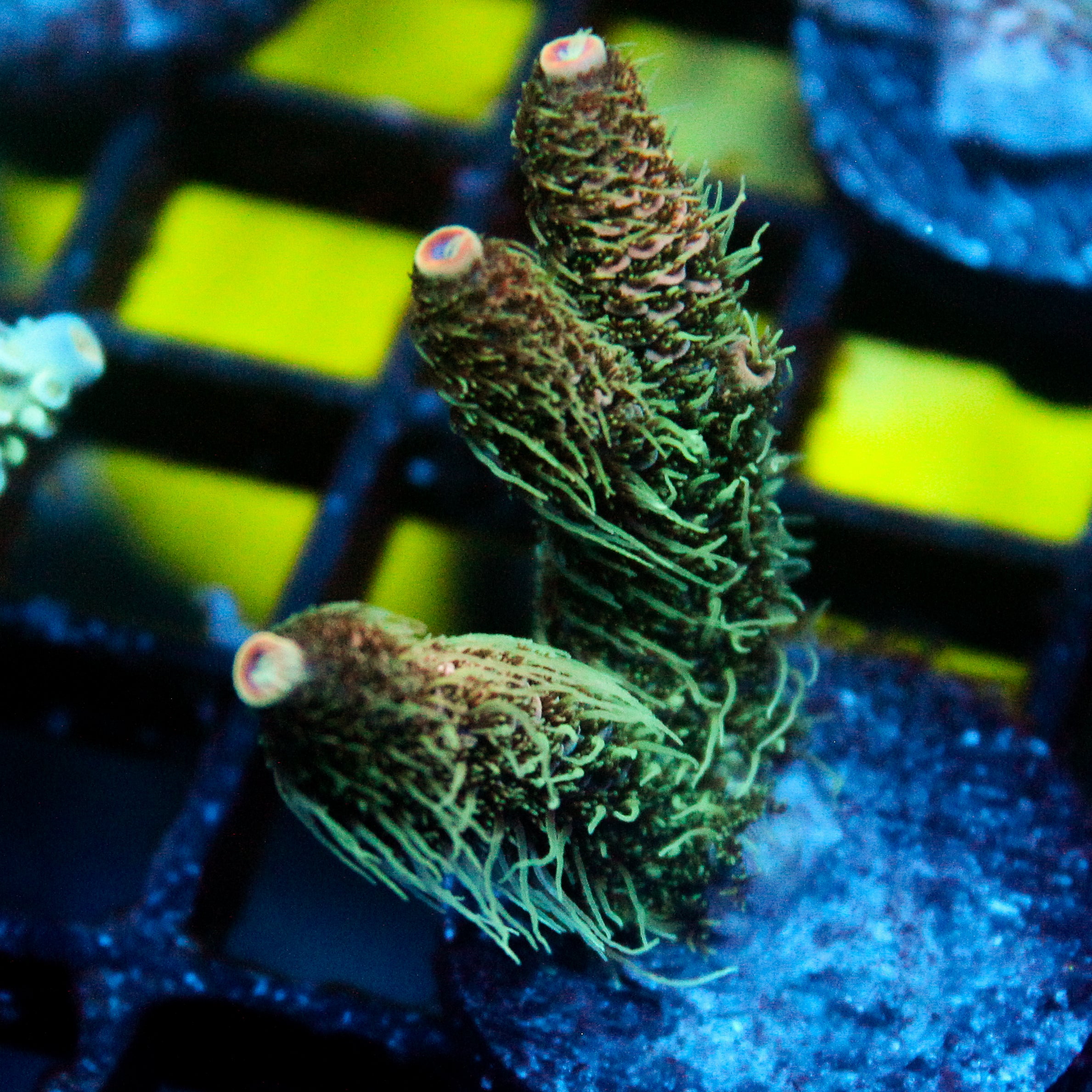JC Forest Acro