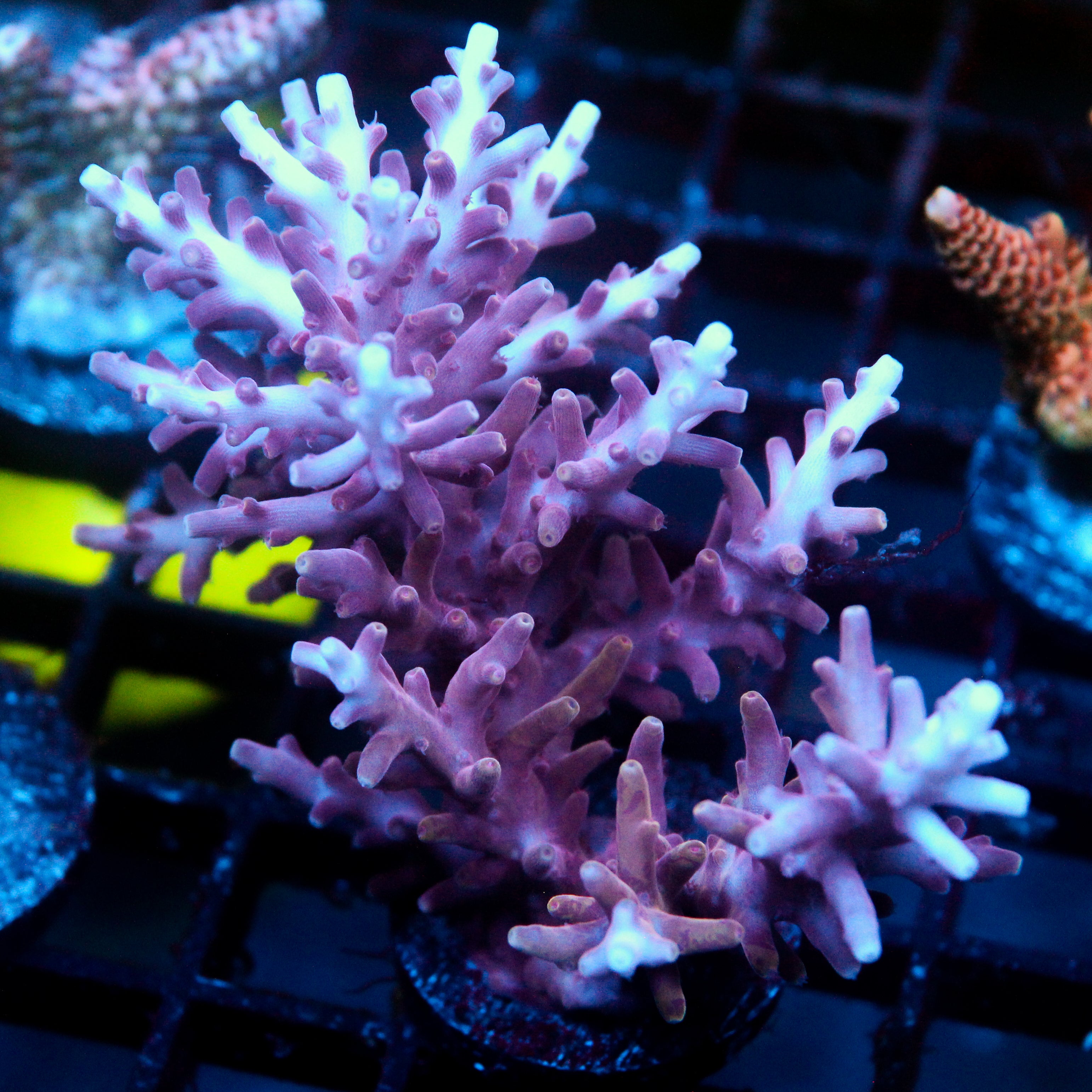 JC Massive Pink Princess Acro