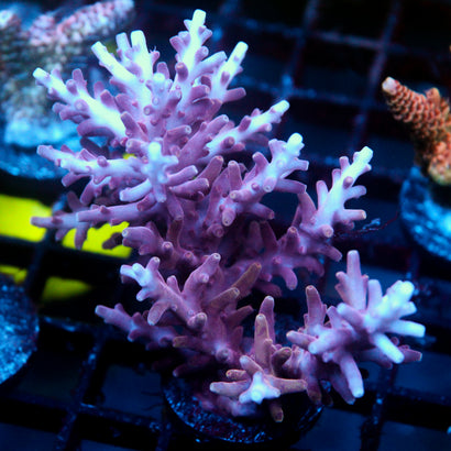 JC Massive Pink Princess Acro