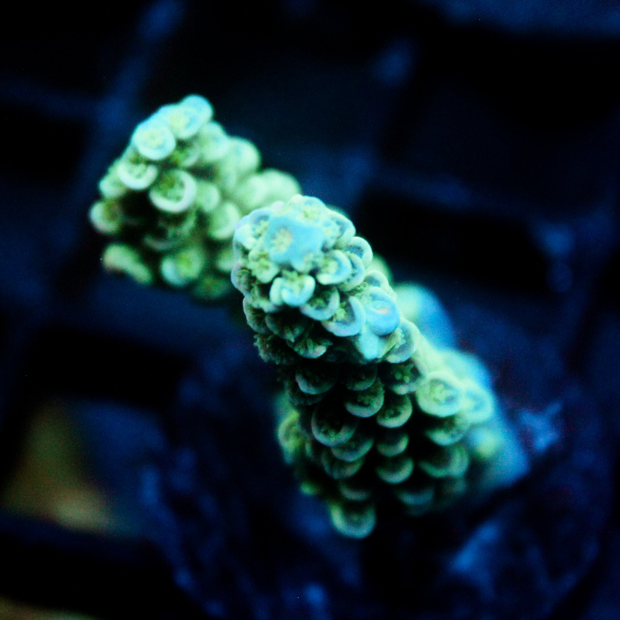 JC Blue Demon Acro