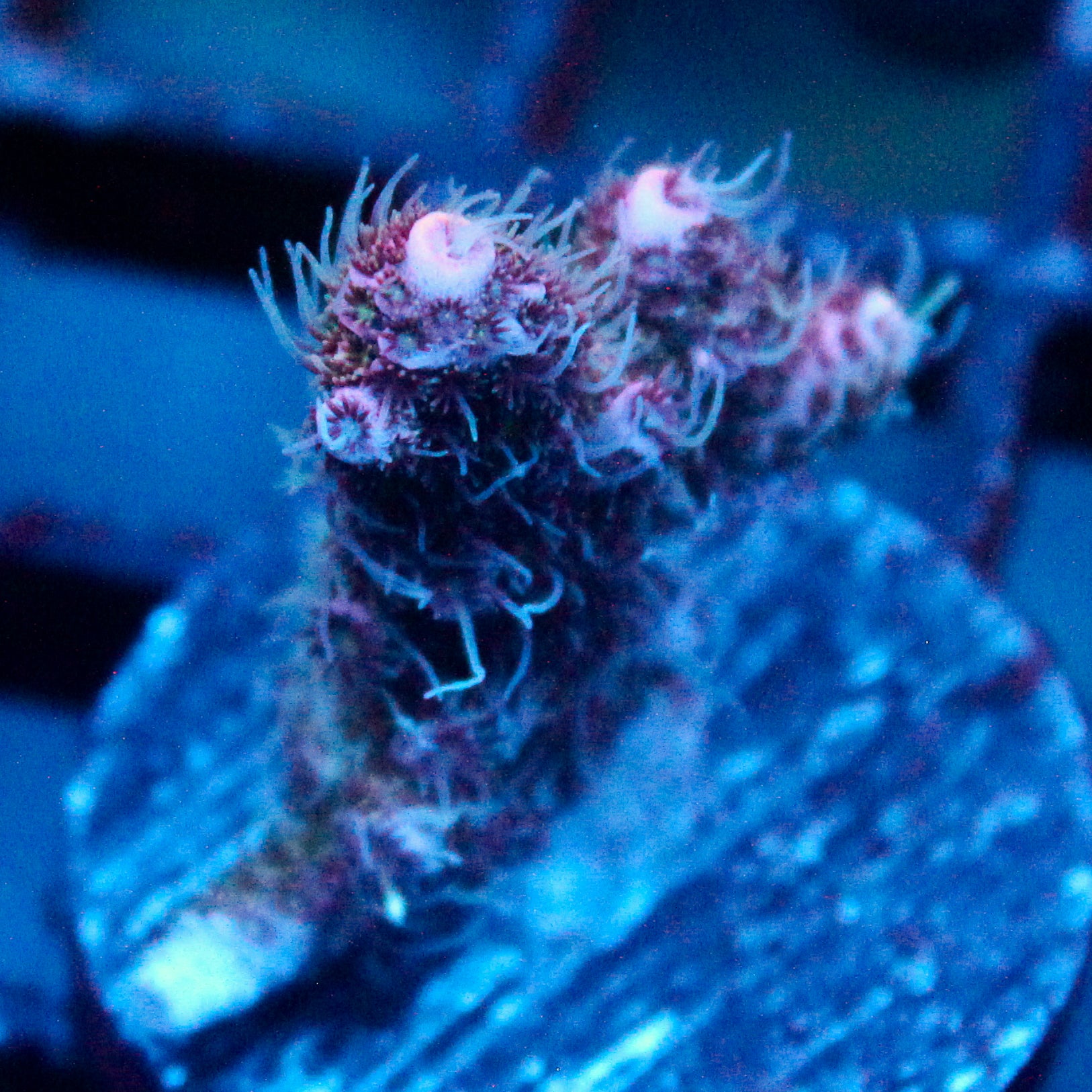 JC Pink Dancer Acro