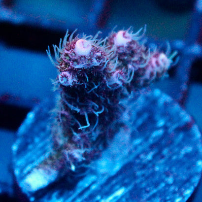 JC Pink Dancer Acro