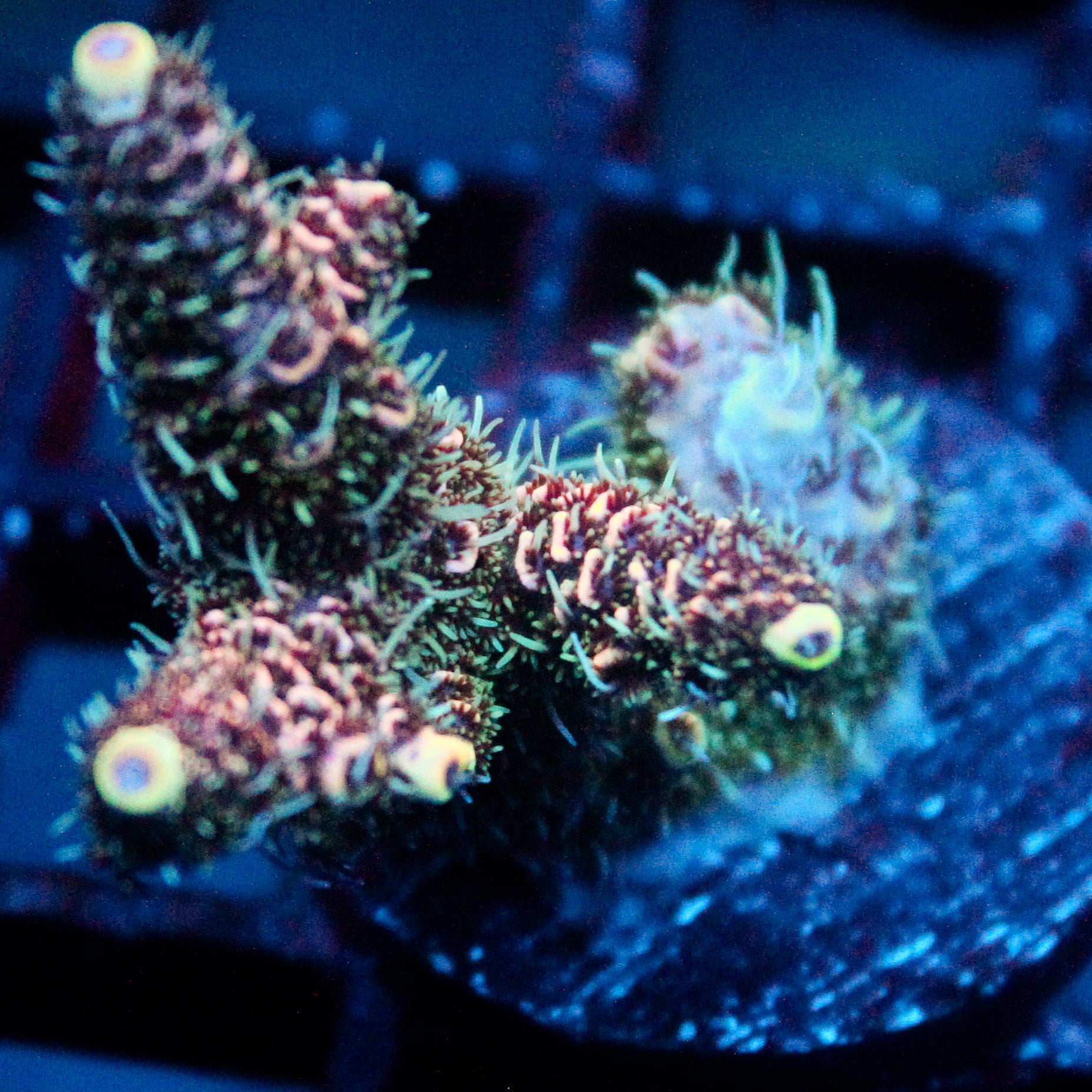 JC Peach Fuzz Acro