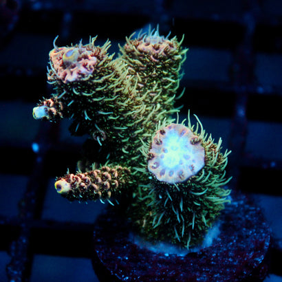 JC Peach Fuzz Acro