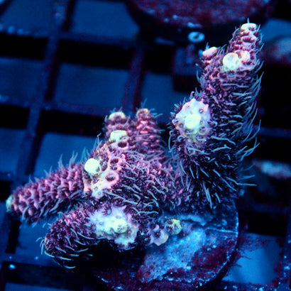 JC Pink Dancer Acro