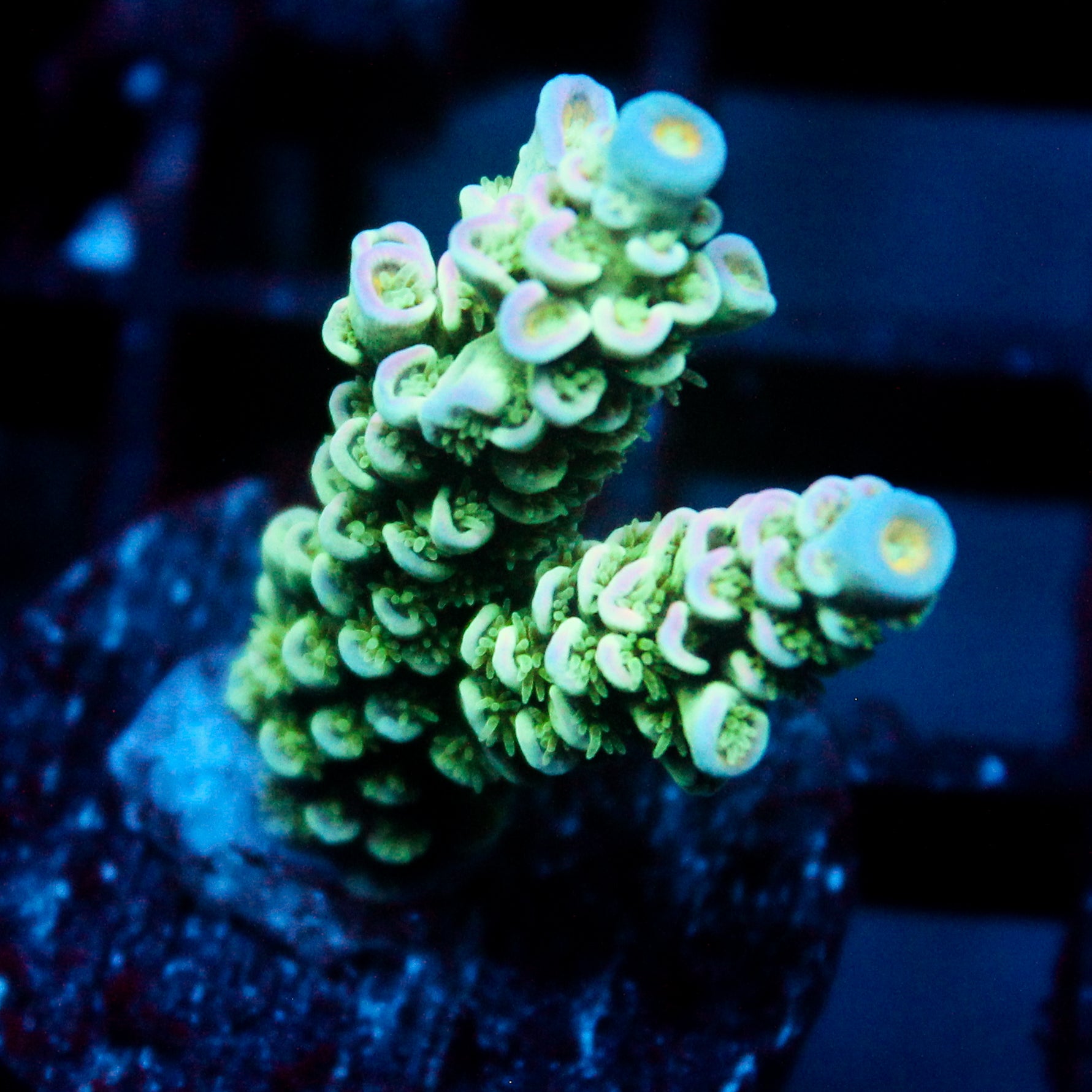 JC Green Demon Acro