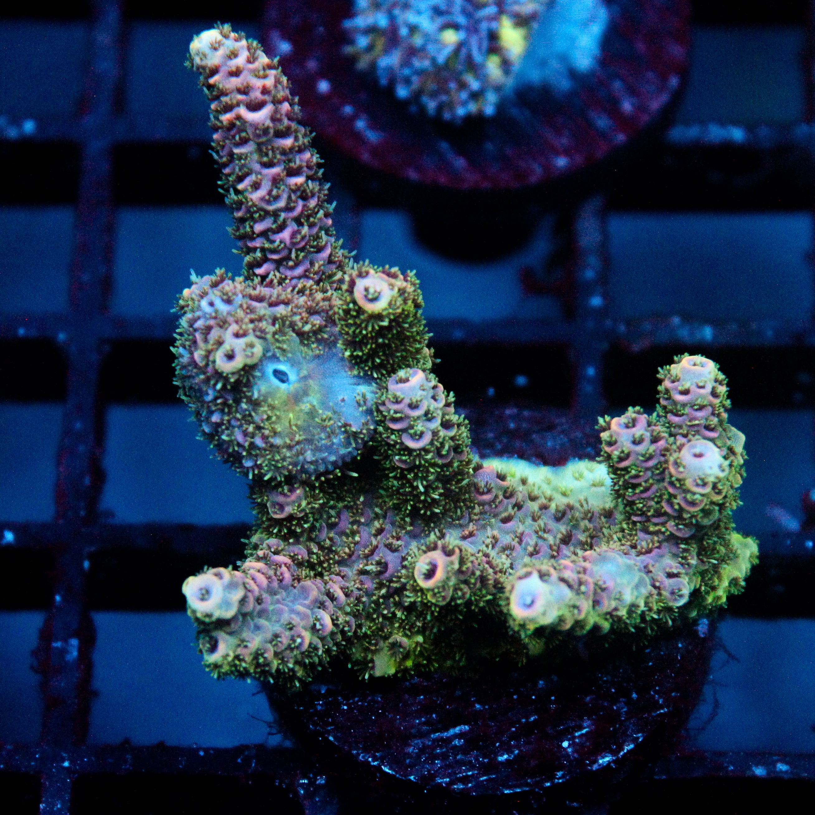 JC Forest Acro