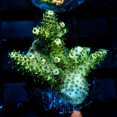 JC Tropical Fever Acro