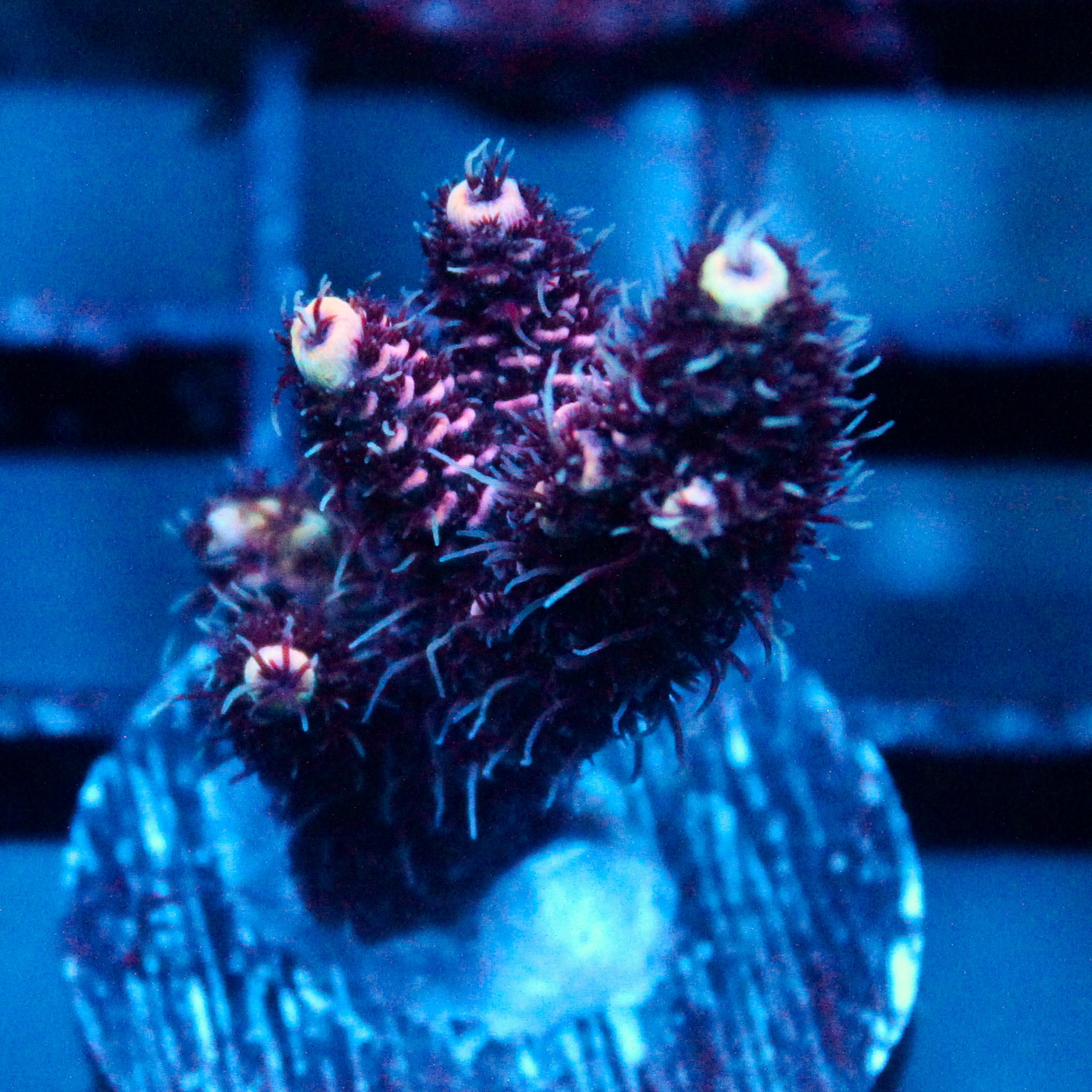 JC Hyacinth Acro