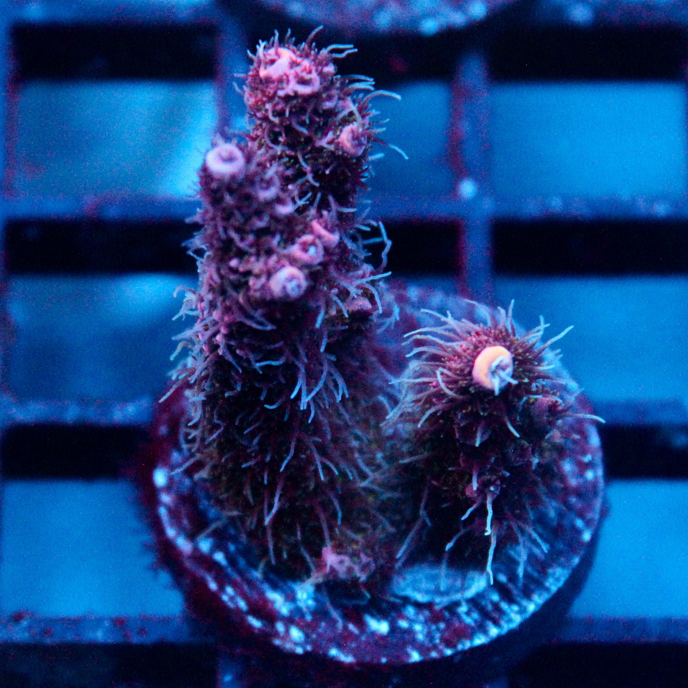 JC Hyacinth Acro