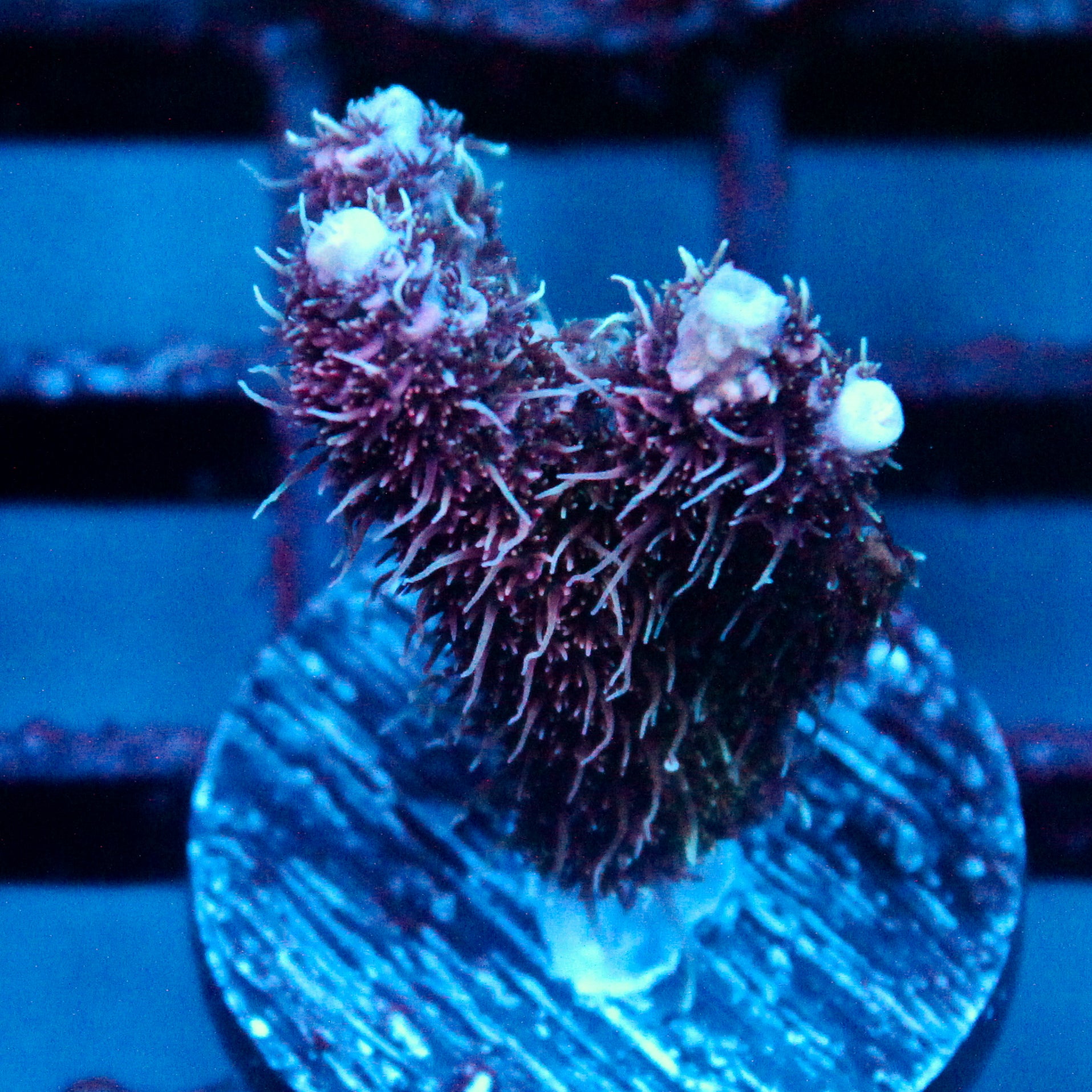 JC Hyacinth Acro