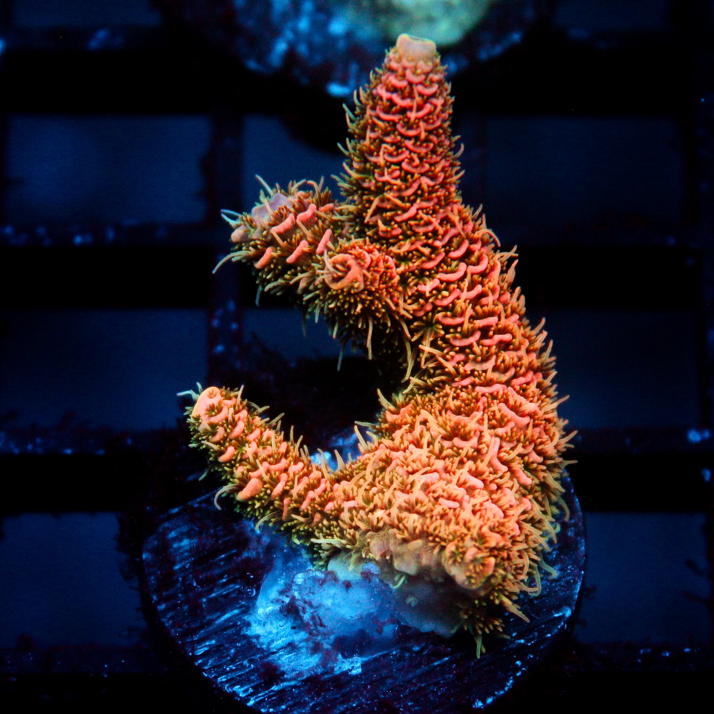 JC Cactus Cooler Acro