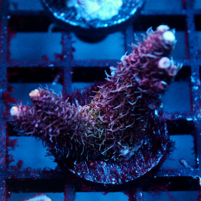 JC Pink Whisper Acro