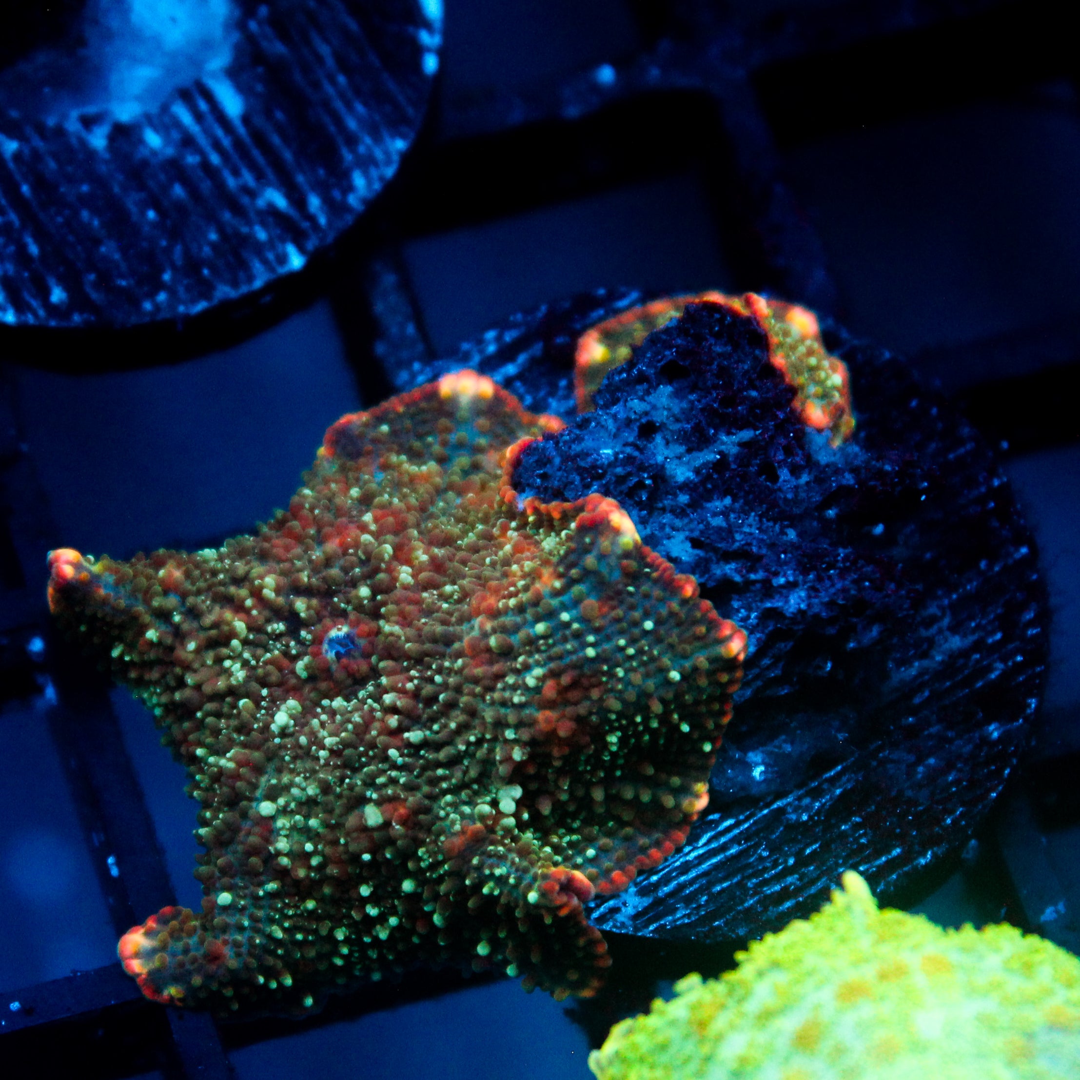 JC Nebula Discosoma Double
