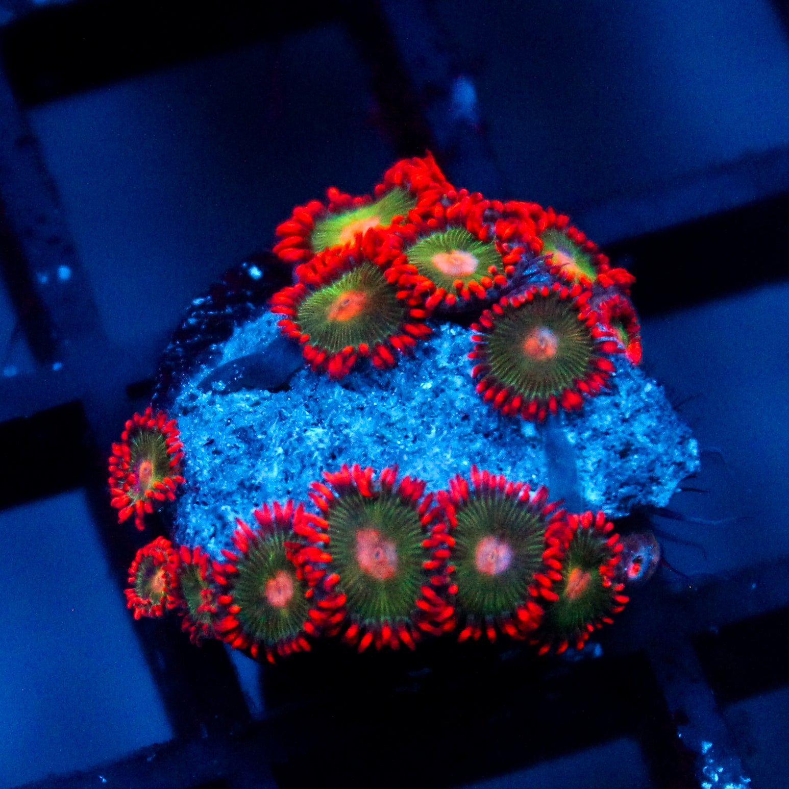 JC Gatorade Zoanthids