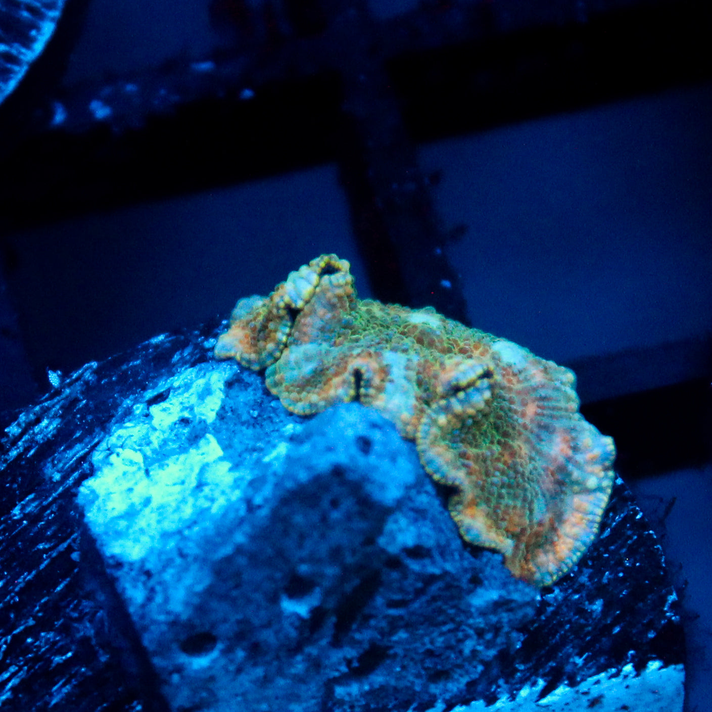 JC Marble Discosoma