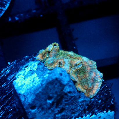 JC Marble Discosoma