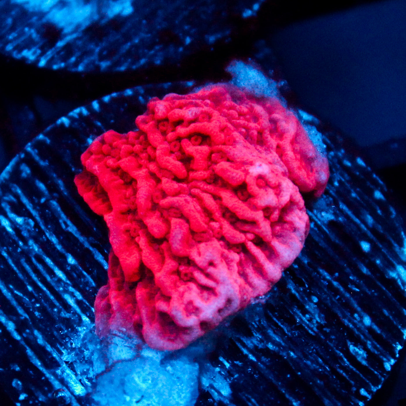 JC Pink Wave Cap Monti