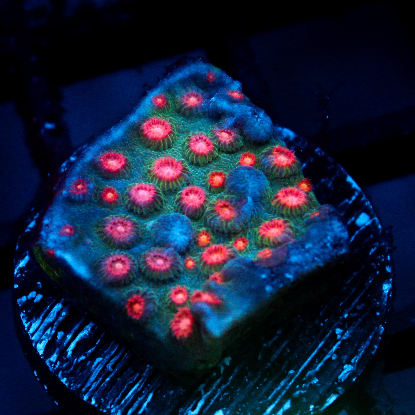 JC Evil Swarm Cyphastrea