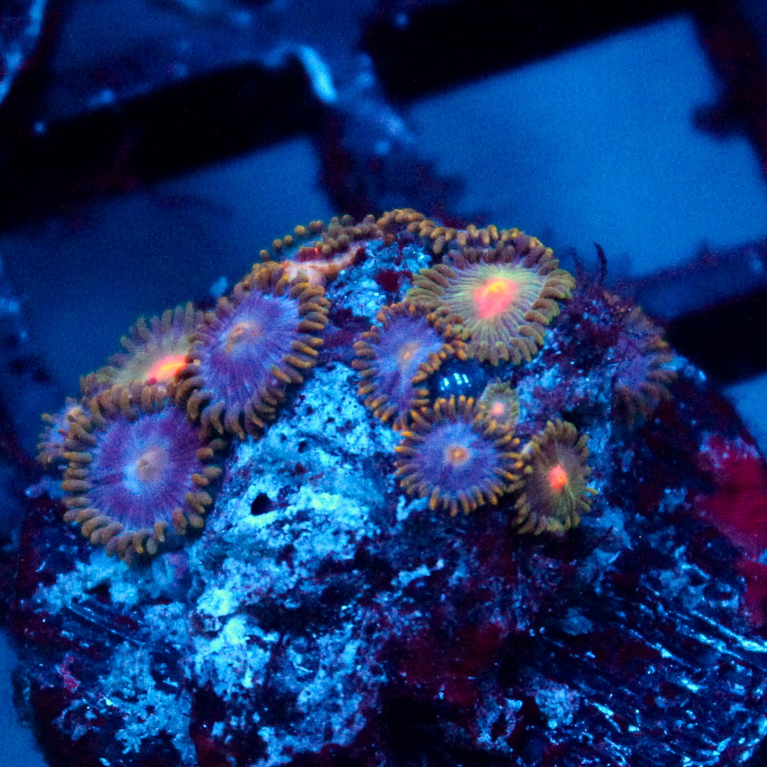 JC Zoa Garden Seed