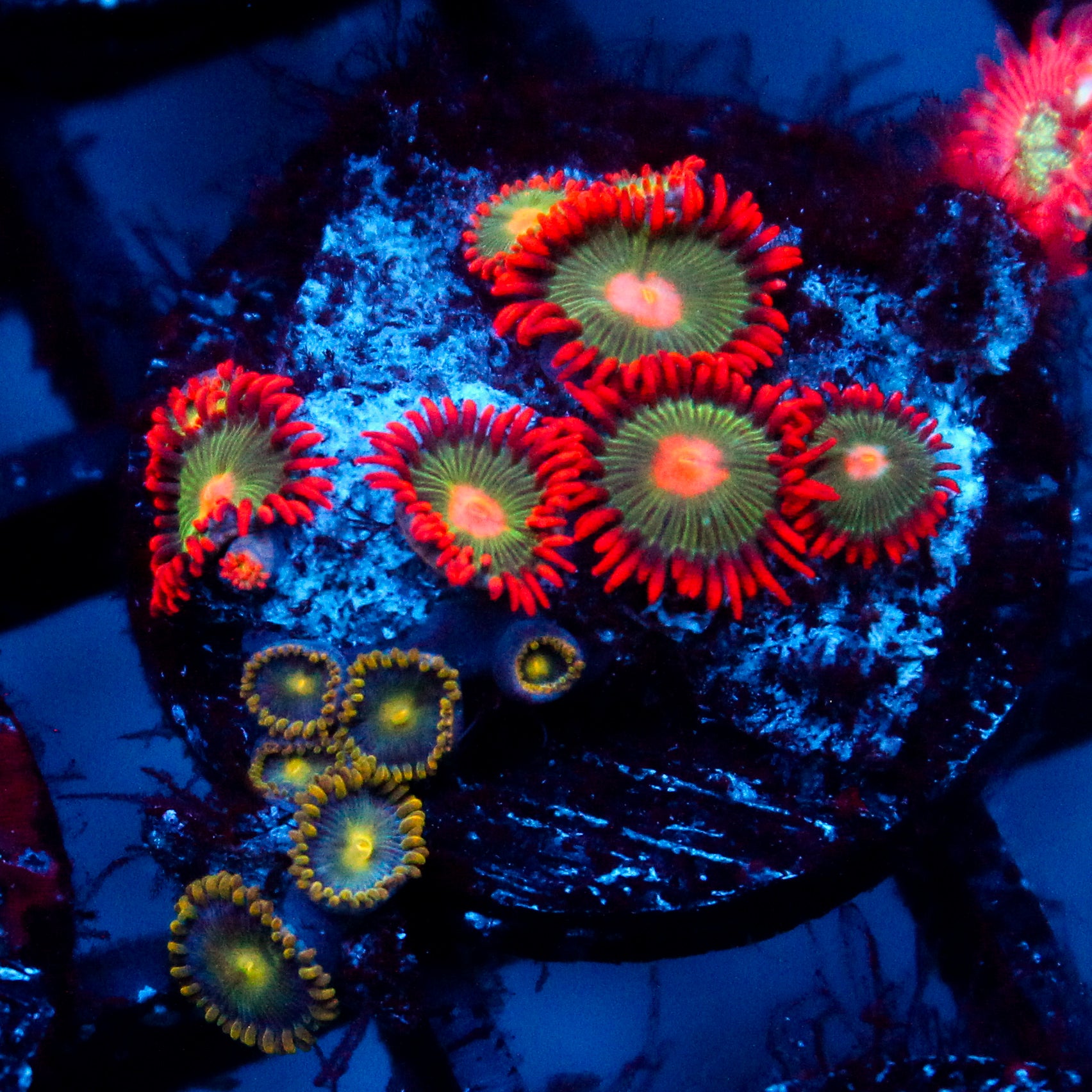 JC Gatorade Zoanthids