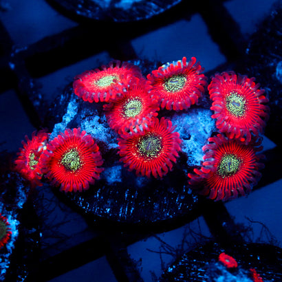 JC Magician's Zoanthid
