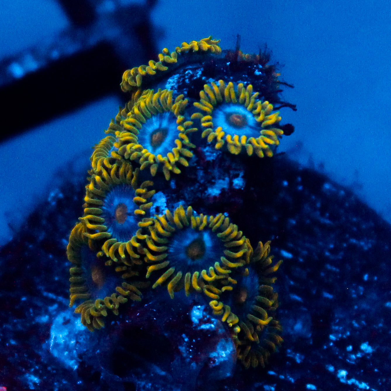 JC Blue Beast Zoanthid
