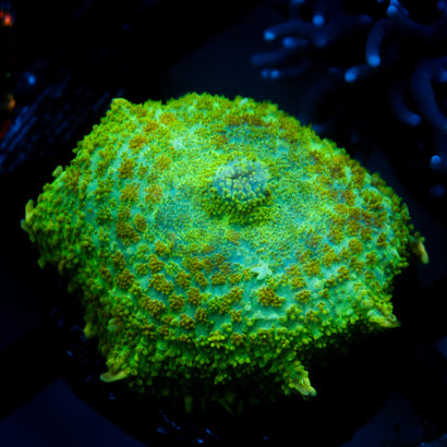 JC Lush Mesa Rhodactis