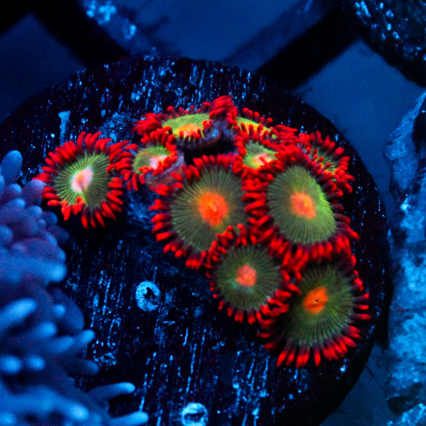 JC Gatorade Zoanthids