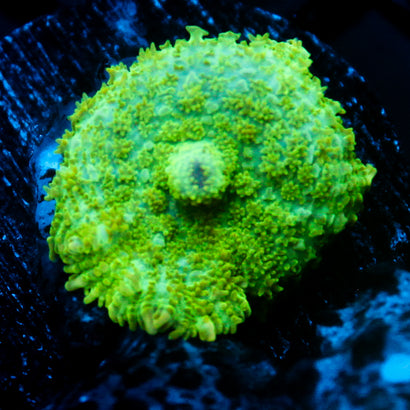 JC Lush Biome Rhodactis
