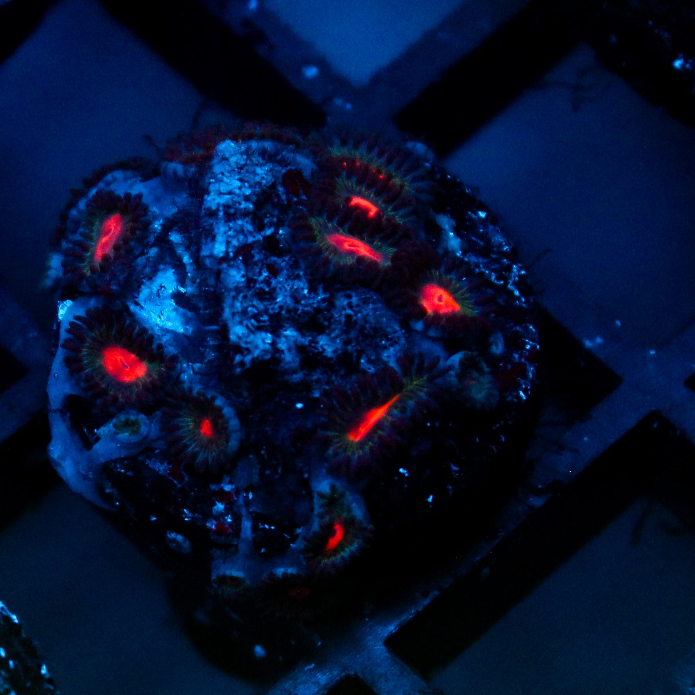 JC Blue Raven Zoanthid