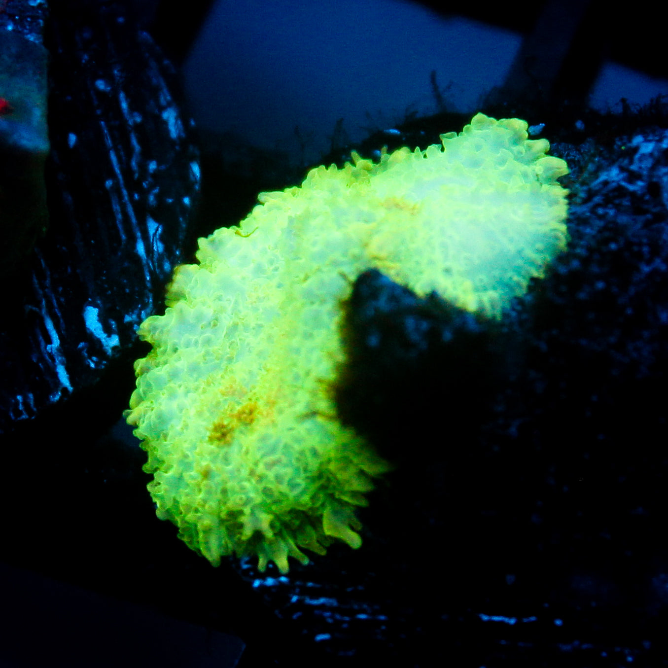 JC Lush Biome Rhodactis
