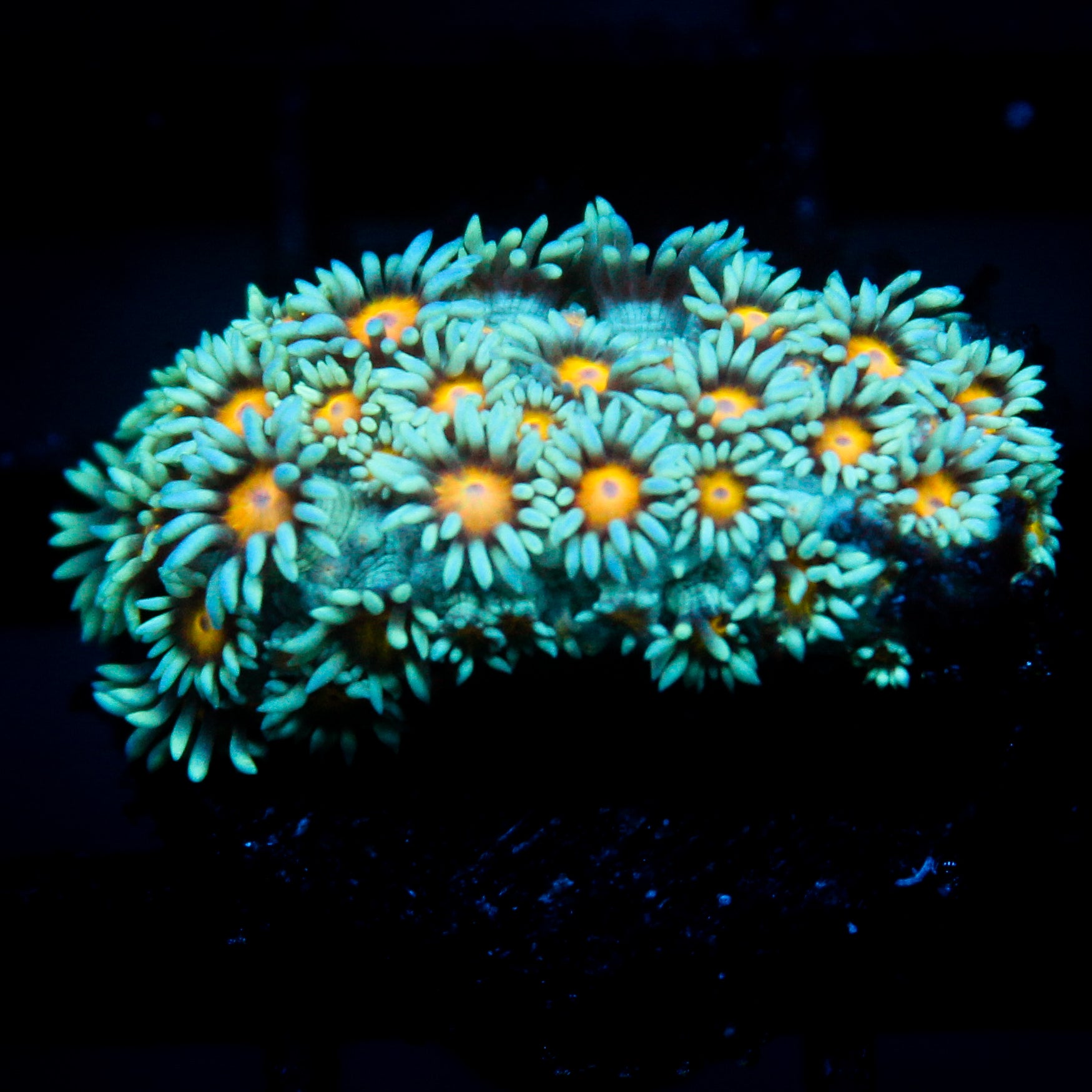 JC Sunflower Goni