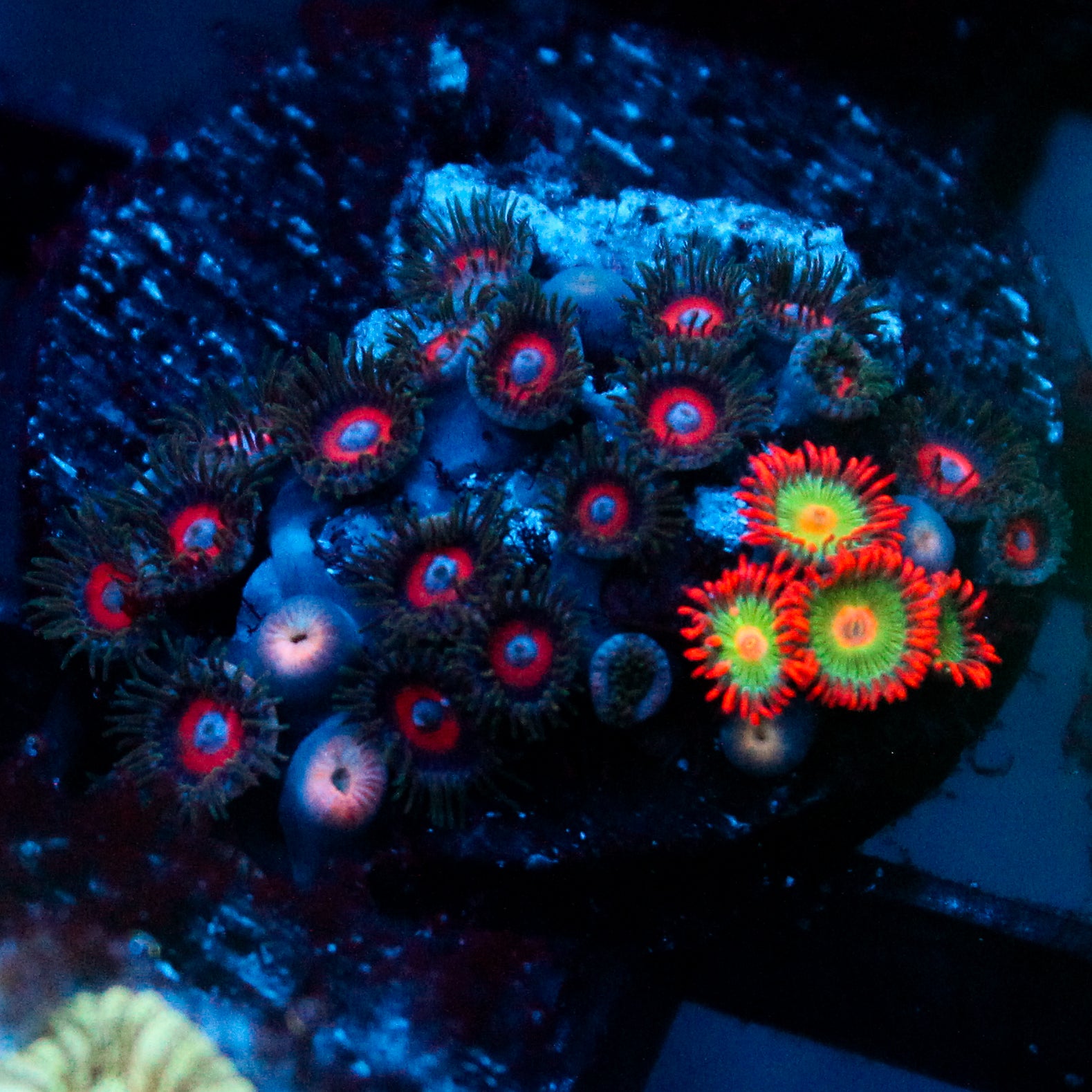 JC Zoa Garden Seed